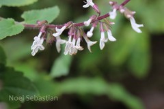 Orthosiphon pallidus